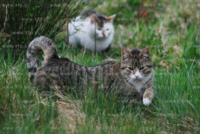 Dzikie koty  1.05.2007 Fot. Andrzedj J. Gojke / KFP