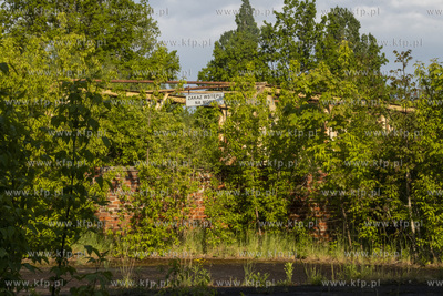 Botaniczny Pruszcz. Spacer badawczy śladem roślin...