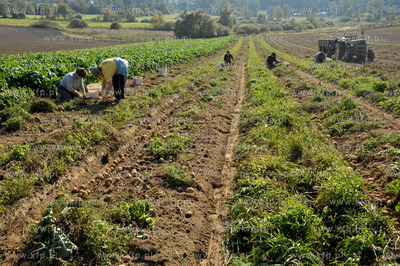 Wykopki ziemniakow na polu Bogdana Waldera we wsi Sulmin...