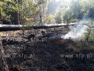 Pożar lasu między Smęgorzynem a Sulminem, zaprószony...