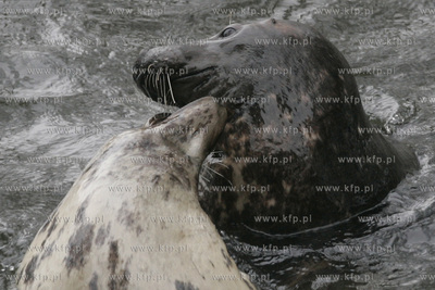 Walentynkowy nastroj udzielil sie niektorym mieszkancom...
