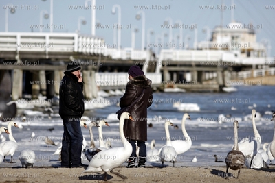 Sopot. Łabędzie przy molo.
20.02.2012
fot. Krzysztof...