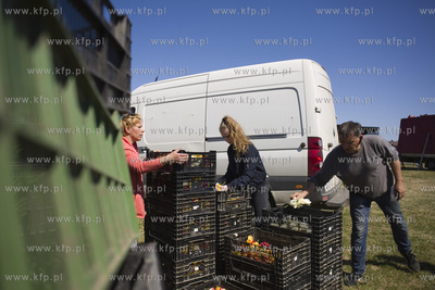 Mokry Dwór koło Pruszcza Gd.  Przygotowania do Żuławskiego...