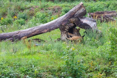 Międzynarodowy Dzień Lwa w gdańskim ZOO. 10.08.2018...