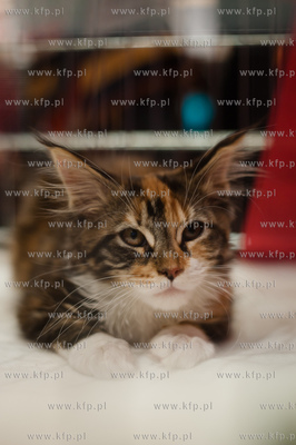 Gdansk. Galeria Baltycka. Obchody swiatowego dnia kota....