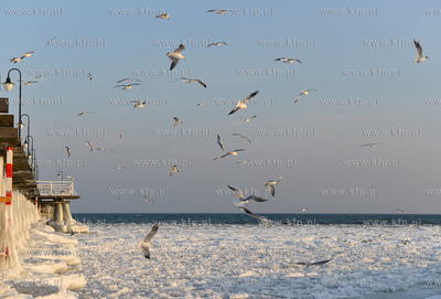 Gdynia Orlowo w zimowej szacie. Stado  mew przy orlowskim...