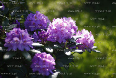 Klonowo Gorne na Kaszubach. Kwiaty rododendronu.
31.05.2009
fot....