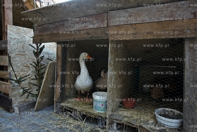 Kosciol sw. Trojcy w Gdansku. Zywa szopka.
27.12.2014
fot....