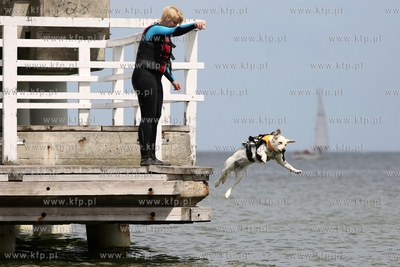 Gdańsk Brzeźno. Puchar Polski Psów Ratowniczych.
14.06.2015
fot....