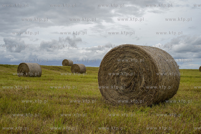 Bale zboża na polu w okolicy Tczewa. 11.07.2020 fot....