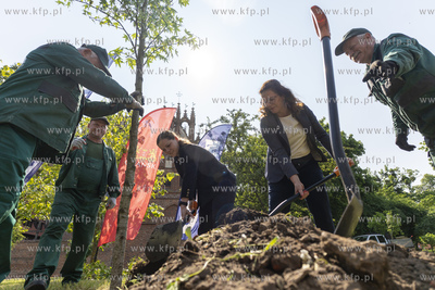 Na skwerze Daszyńskiego w Gdańsku posadzono dwa ambrowce...