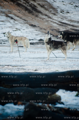 Gdynia. Polanka Redlowska. Pomorski Puchar Dogtrekkingu.
08.02.2014
fot....