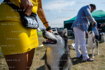Sopot. Hipodrom. Miedzynarodowa Wystawa Psow Rasowych.
23.08.2015
fot....