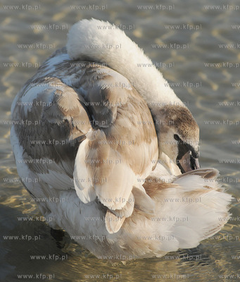 Wiosenna toaleta labedzi w popoludniowym sloncu na...