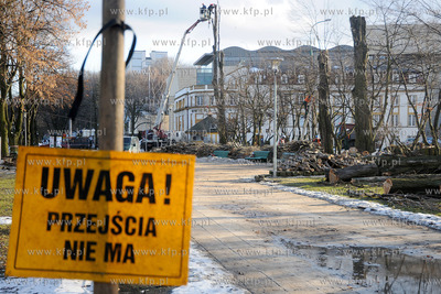 Rozpoczela sie wycinka starych, chorych i zagrazajacych...
