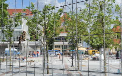 Plac Przyjaciol Sopotu. Ostatnie dni remontu placu,...