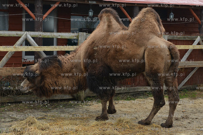 W Debogorzu Wybudowaniu (gmina Kosakowo), tuz przy...