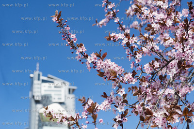 Gdynia Śródmieście. 19.04.2019 Fot. Anna Bobrowska...