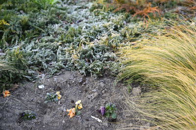 Gdynia. Skwer Kościuszki o poranku. Park Rady Europy....