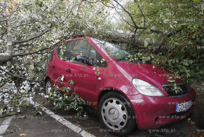 Gdansk. Wichura. Nz powalone drzewa na ulicy Startowej...