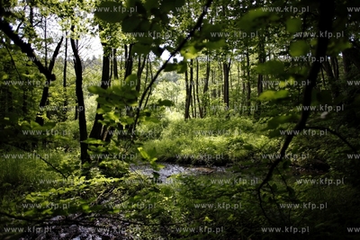 Trojmiejski Park Krajoobrazowy. Dolina Radosci. 12.06.2012...