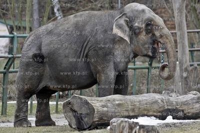 Gdansk. Oliwskie zoo.
14.04.2013
fot. Krzysztof Mystkowski...