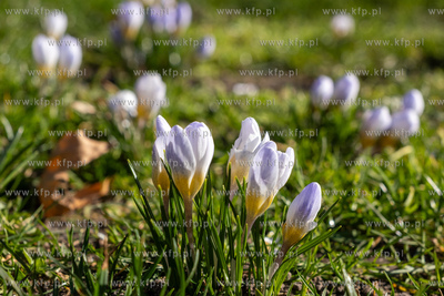 Gdańsk, Wiosna na Skwerze Świętopełka Wielkiego....