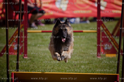 Sopot. Hipodrom. XX Miedzynarodowa Wystawa Psow Rasowych.
Nz...
