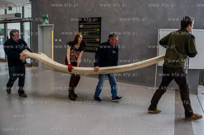 Gdansk. Uniwersytet Gdanski. Rozladunek szkieletu pletwala...