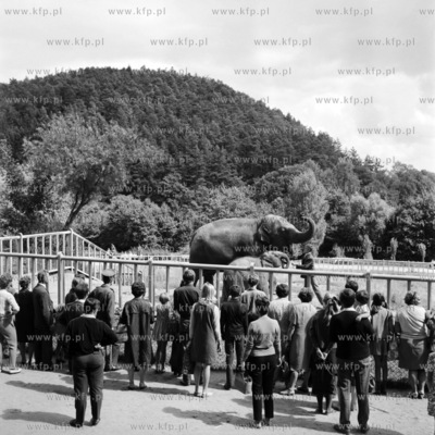 Słoń w Ogrodzie Zoologicznym w Gdańsku. (lata60).
1965
0003514z...