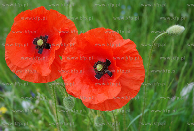 Maki na lace w Rumi
1.06.2007
Fot. Andrzej J. Gojke