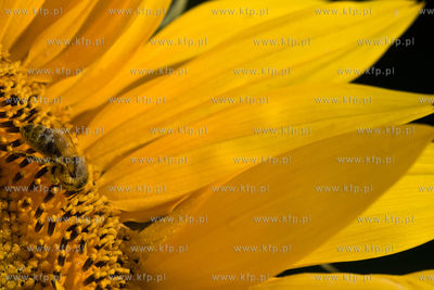 Sloneczniki z Ogrodzienca.
24.07.2012 fot. Pawel Marcinko...