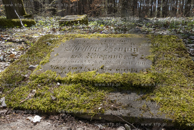 Dawny cmentarz ewangelicki w lesie w Żuławce w gminie...