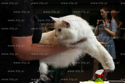 Międzynarodowa wystawa kotów rasowych "Koty na Hawajach"...