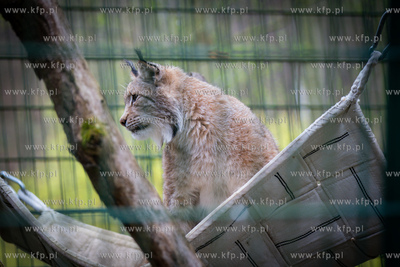 Gdański Ogród Zoologiczny. Nz. Ryś. 26.04 2023 /...