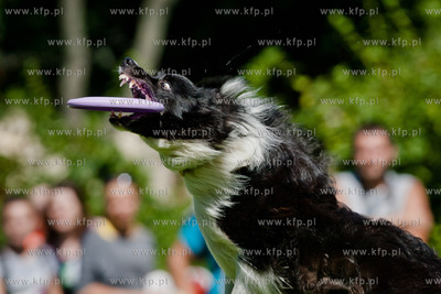 Sopot. Lazienki Polnocne. Trzecia kwalifikacja Dog...