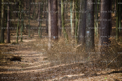 Gdansk. Oliwa, Trojmiejski Park Krajobrazowy. Sciezka...