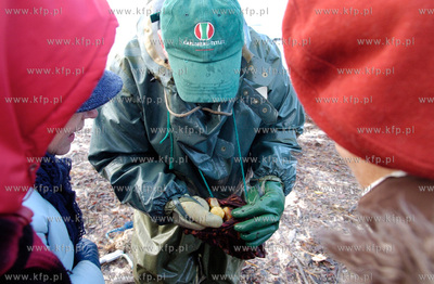 Ustka
W Ustce rozpoczal sie sezon polawiania bursztynu....
