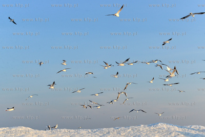 Gdynia Orlowo w zimowej szacie. Stado  mew przy orlowskim...