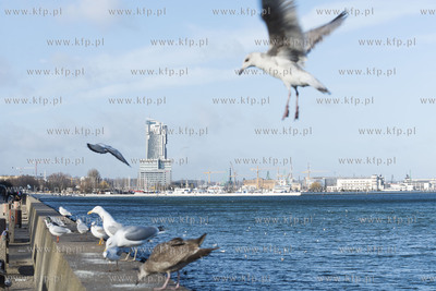Gdynia. Bulwar nadmorski. W tle Sea Towers.13.02.2019...