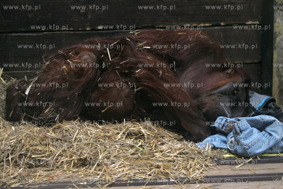 Ogrod Zoologiczny w Gdansku Oliwie. Orangutan. 12.02.2006...