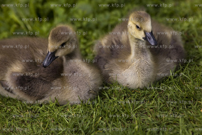Gęsia rodzina robi furorę w gdańskim Parku Reagana.26.05.2015fot....
