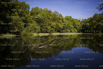 Sopot. Staw Nowowiejskiego, czyli tzw. Morskie Oko.
22.05.2017
fot....