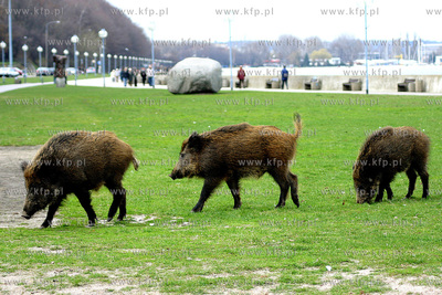 Dziki spacerujace beztrosko na Bulwarze Nadmorskim...