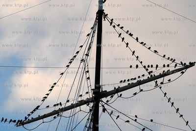 Tysiace ptakow przeslonilo w sobote wieczorem niebo...