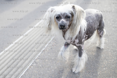 48. Festiwal Polskich Filmów Fabularnych w Gdyni....