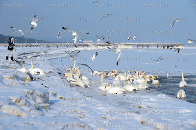 Niska temperatura spowodowala zamarzniecie Zatoki Gdanskiej....