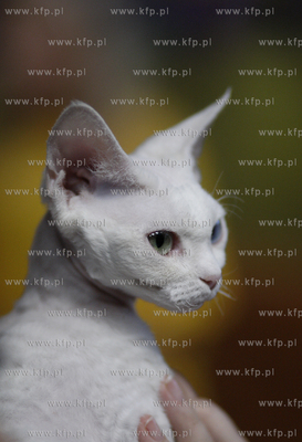 Sopot. Miedzynarodowa wystawa kotow. 08.08.2010 fot....