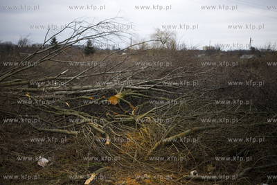 Wycinka drzew przy ul. Kochanowskiego w Gdańsku.
28.02.2017
fot....