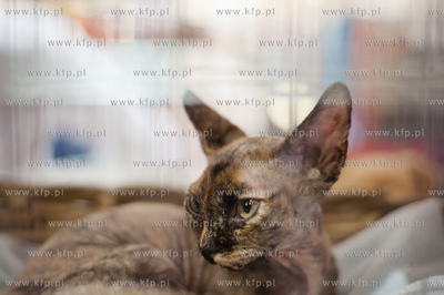 Gdansk. Galeria Baltycka. Obchody swiatowego dnia kota....